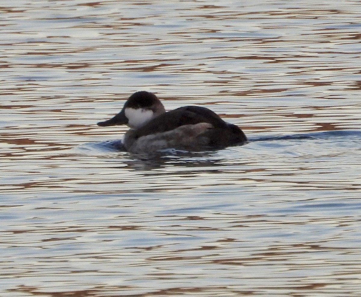 Ruddy Duck - ML647257706