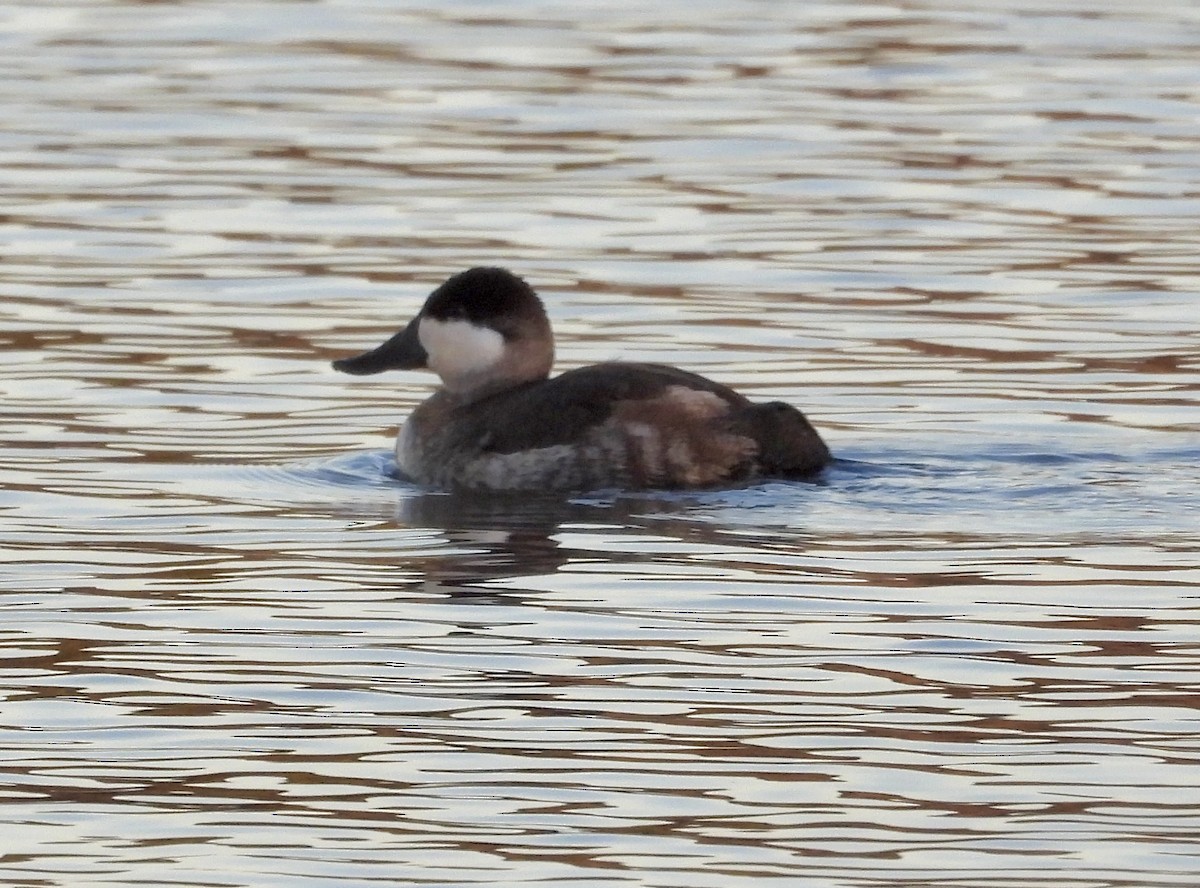 Ruddy Duck - ML647257707
