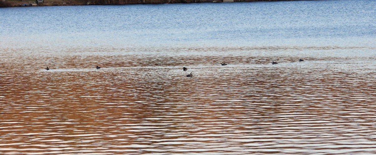 Ruddy Duck - ML647257708