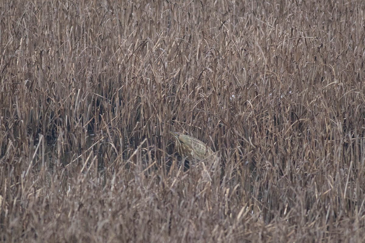 American Bittern - ML647257718
