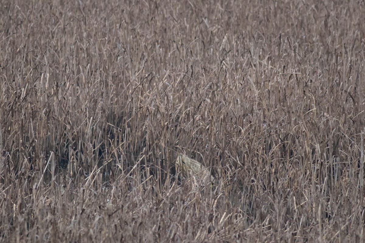 American Bittern - ML647257719