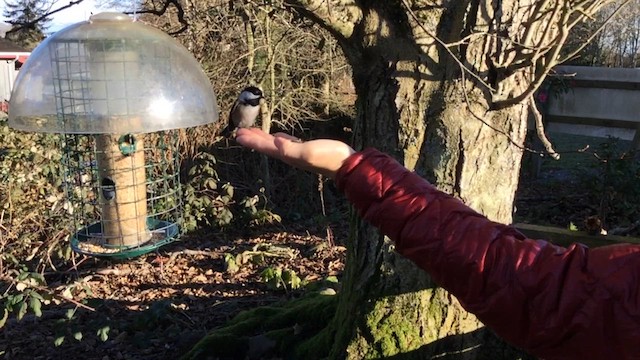 sýkora černohlavá - ML647257740