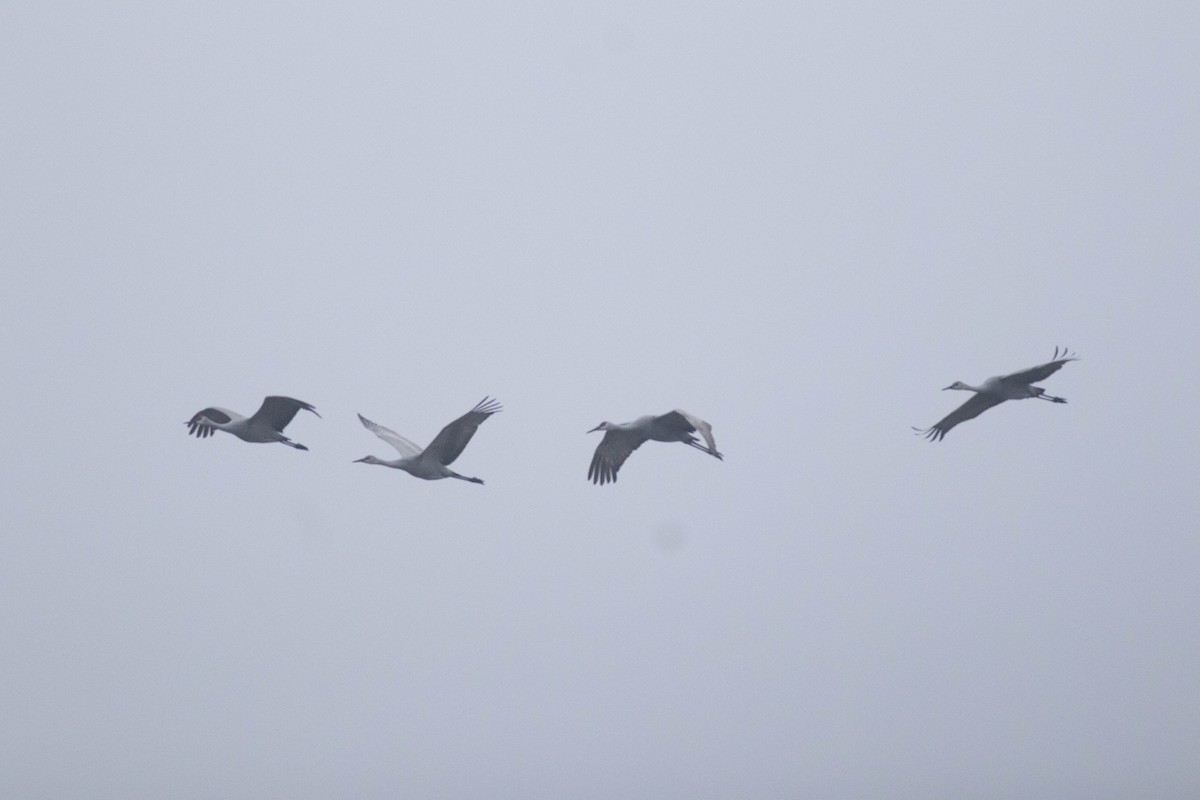 Sandhill Crane - ML647257761