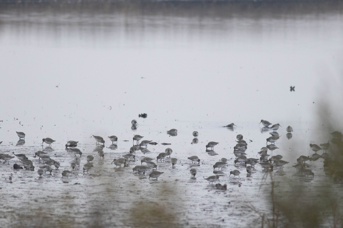 Dunlin - ML647257770