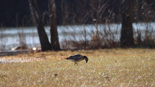 husa sněžní - ML647257775