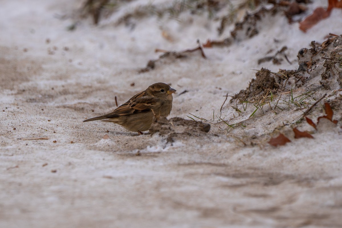 House Sparrow - ML647257778