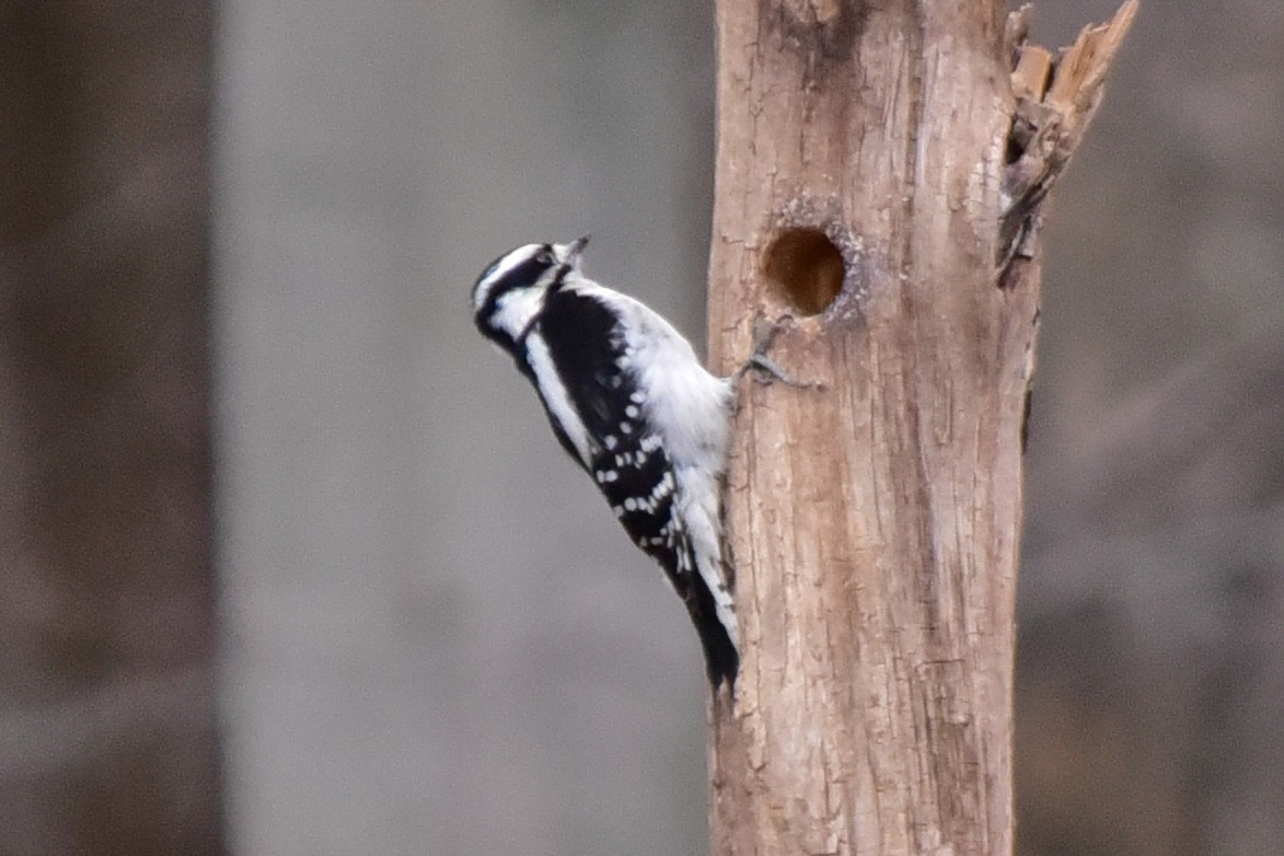 Downy Woodpecker - ML647257789