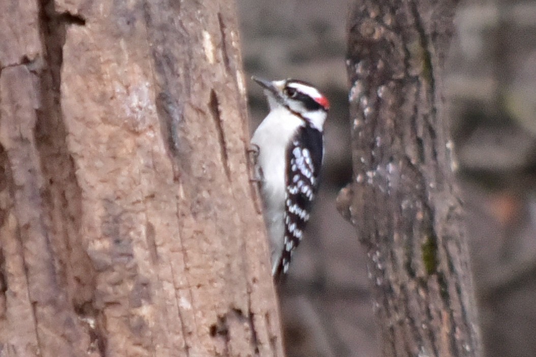 Downy Woodpecker - ML647257790
