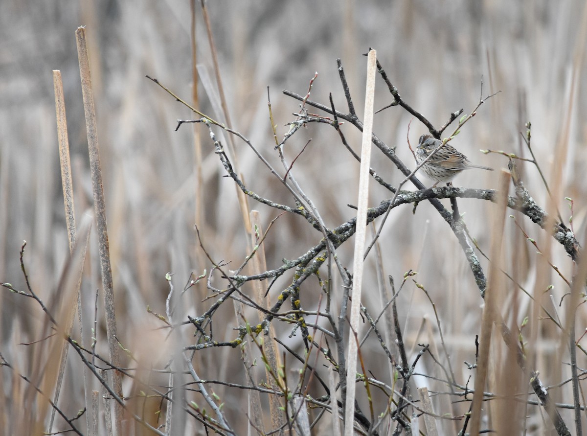 Lincoln's Sparrow - ML647257791