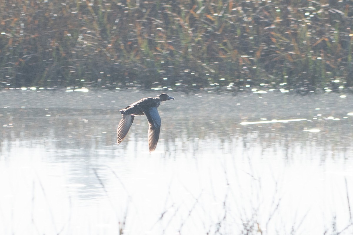 Cinnamon Teal - ML647257792