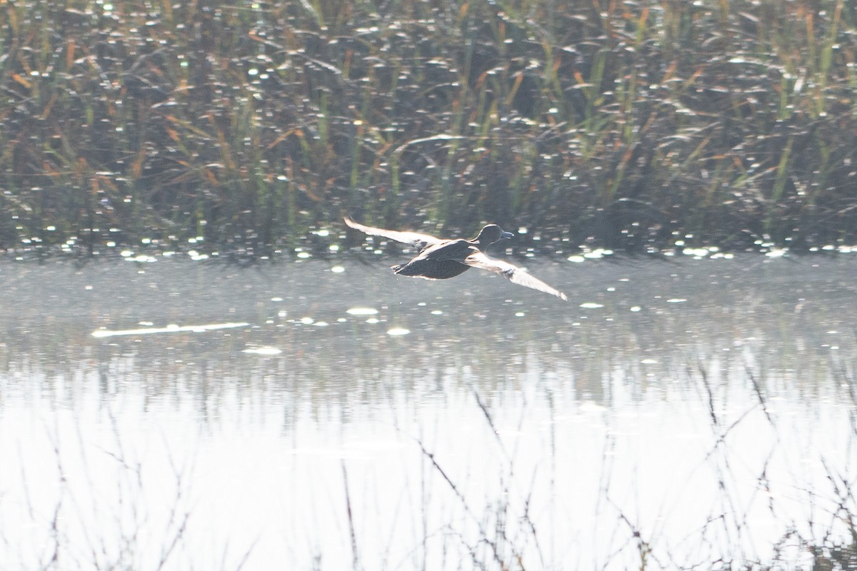 Cinnamon Teal - ML647257793