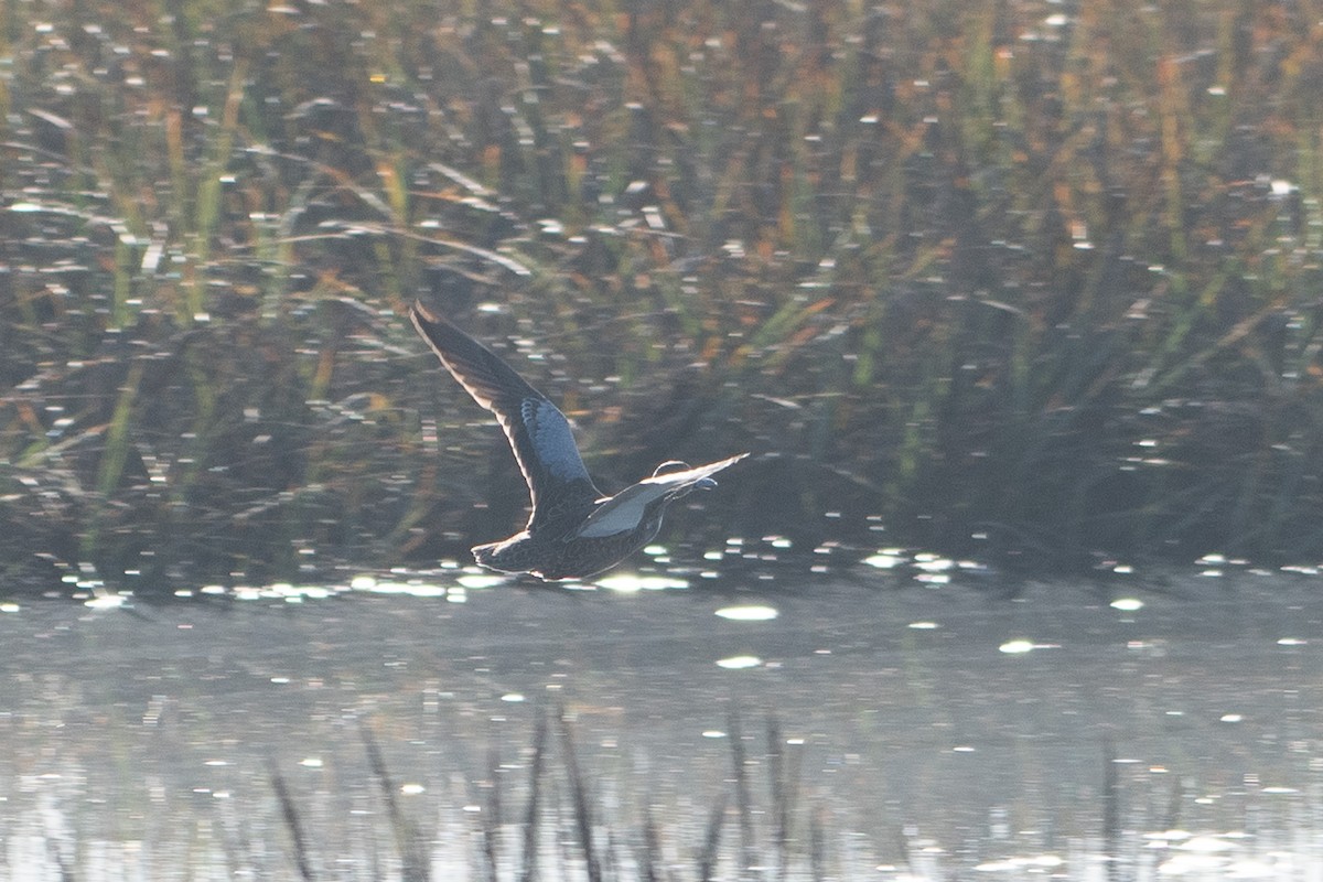 Cinnamon Teal - ML647257794