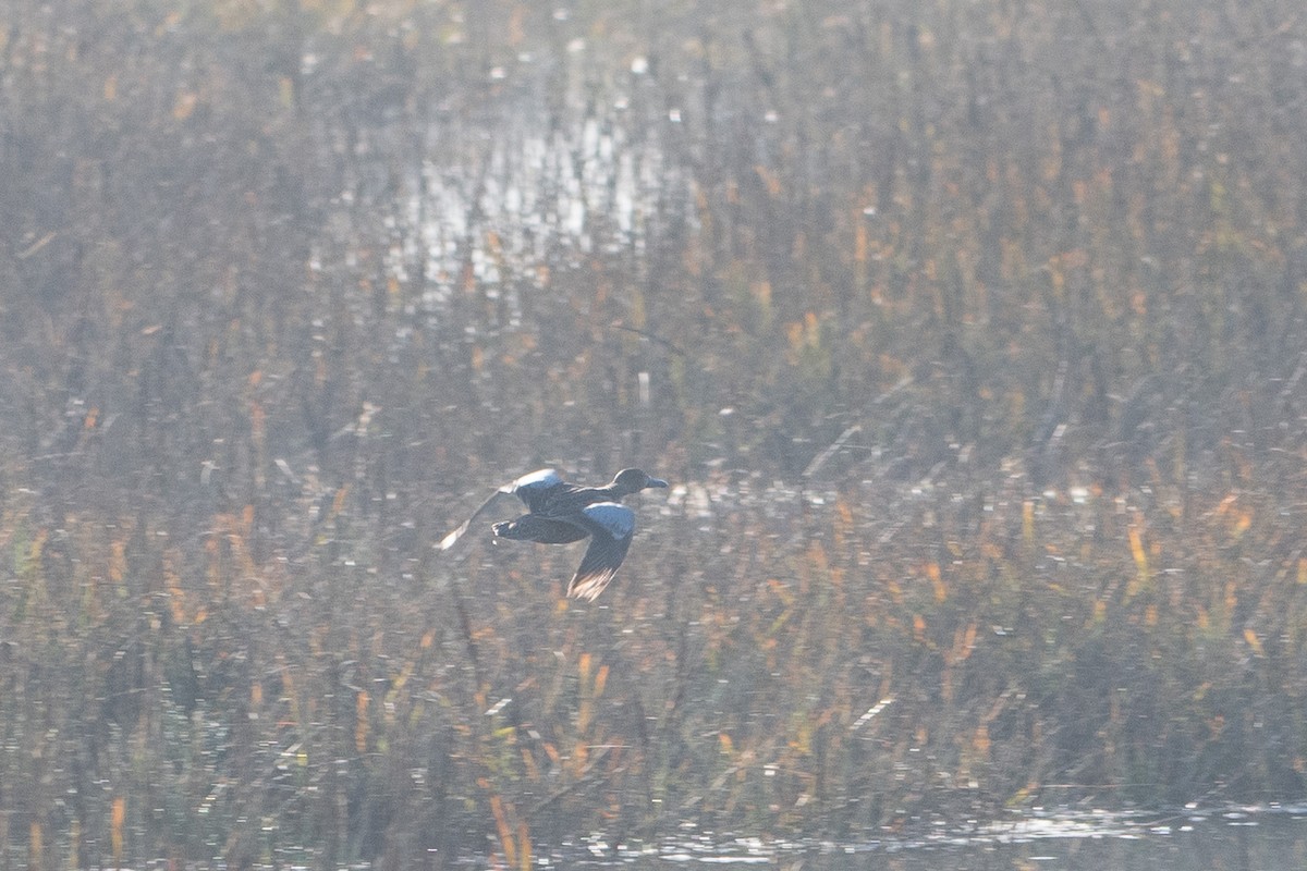 Cinnamon Teal - ML647257795