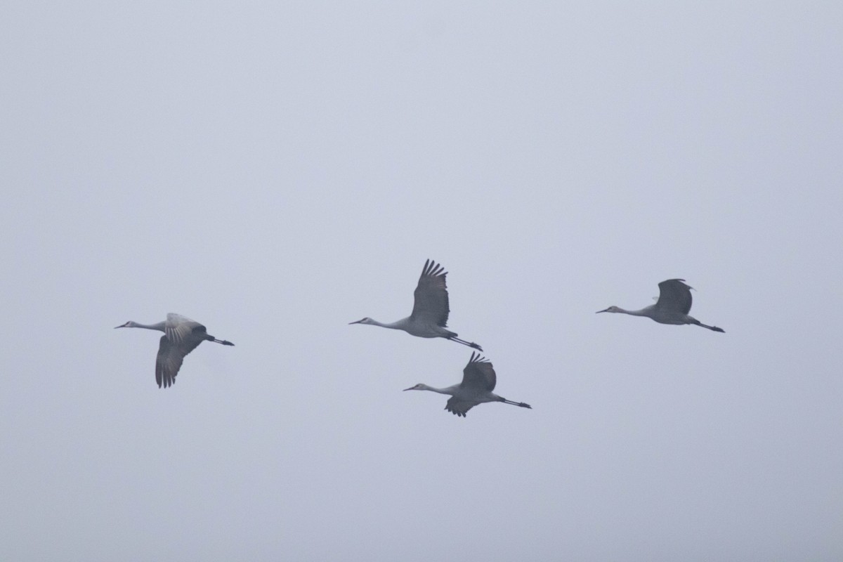 Sandhill Crane - ML647257796