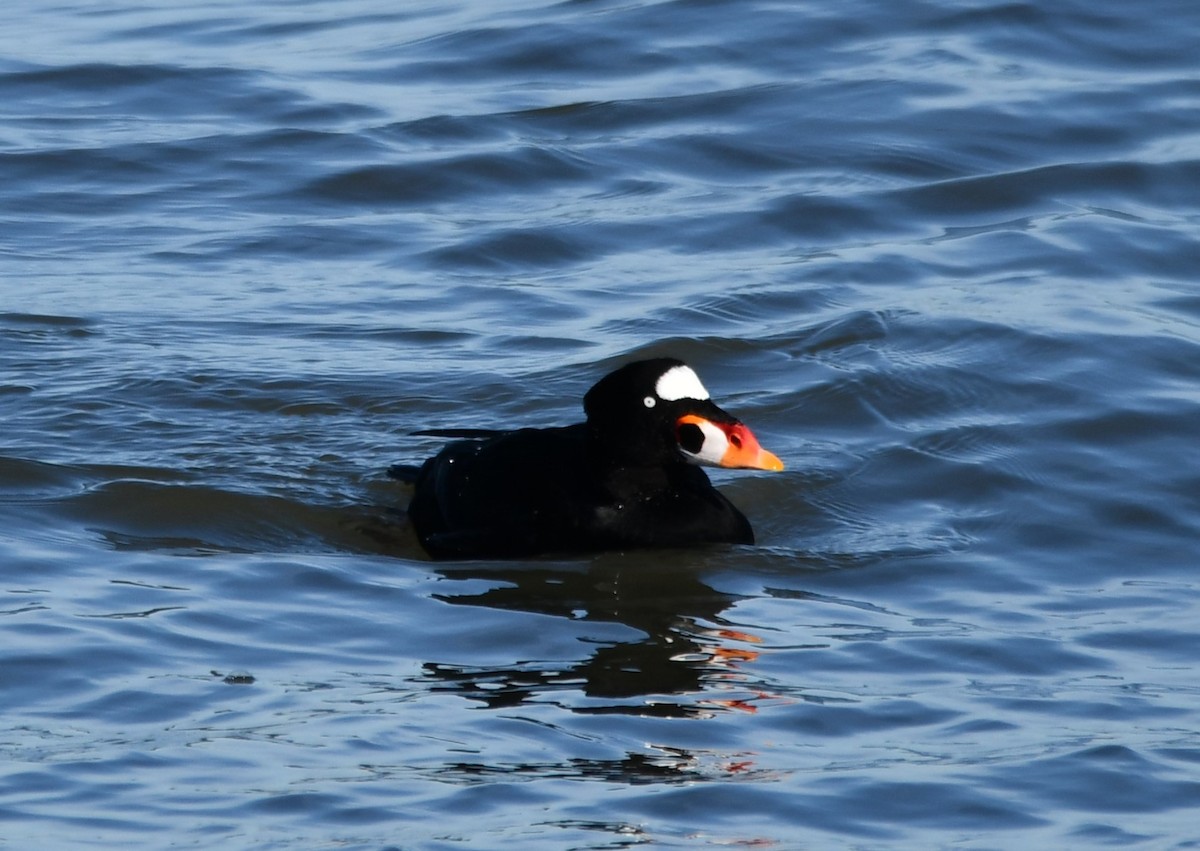 Surf Scoter - ML647257798