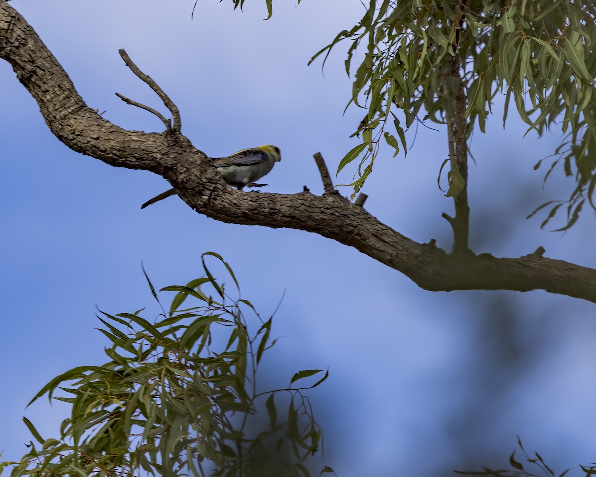 rosela žlutohlavá - ML647257799