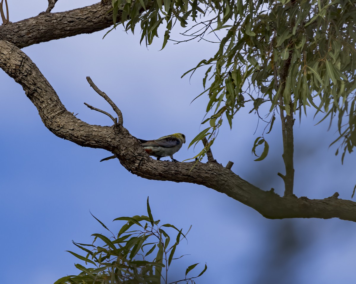 rosela žlutohlavá - ML647257800