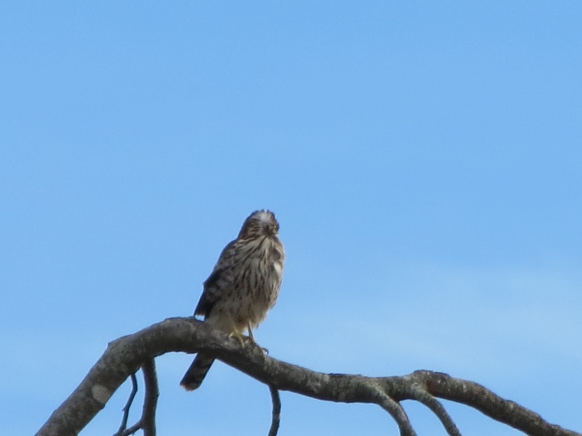 Cooper's Hawk - ML647257802