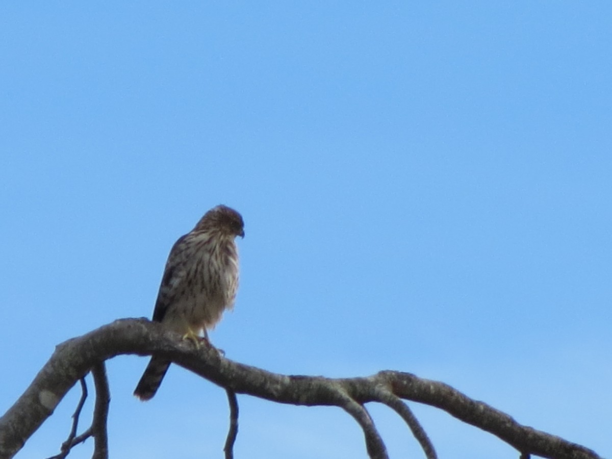 Cooper's Hawk - ML647257806