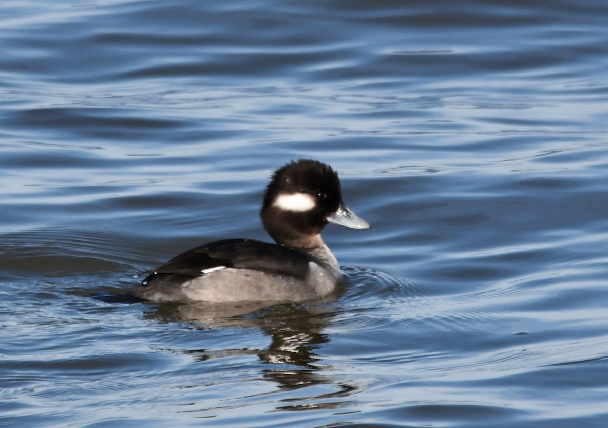 Bufflehead - ML647257808