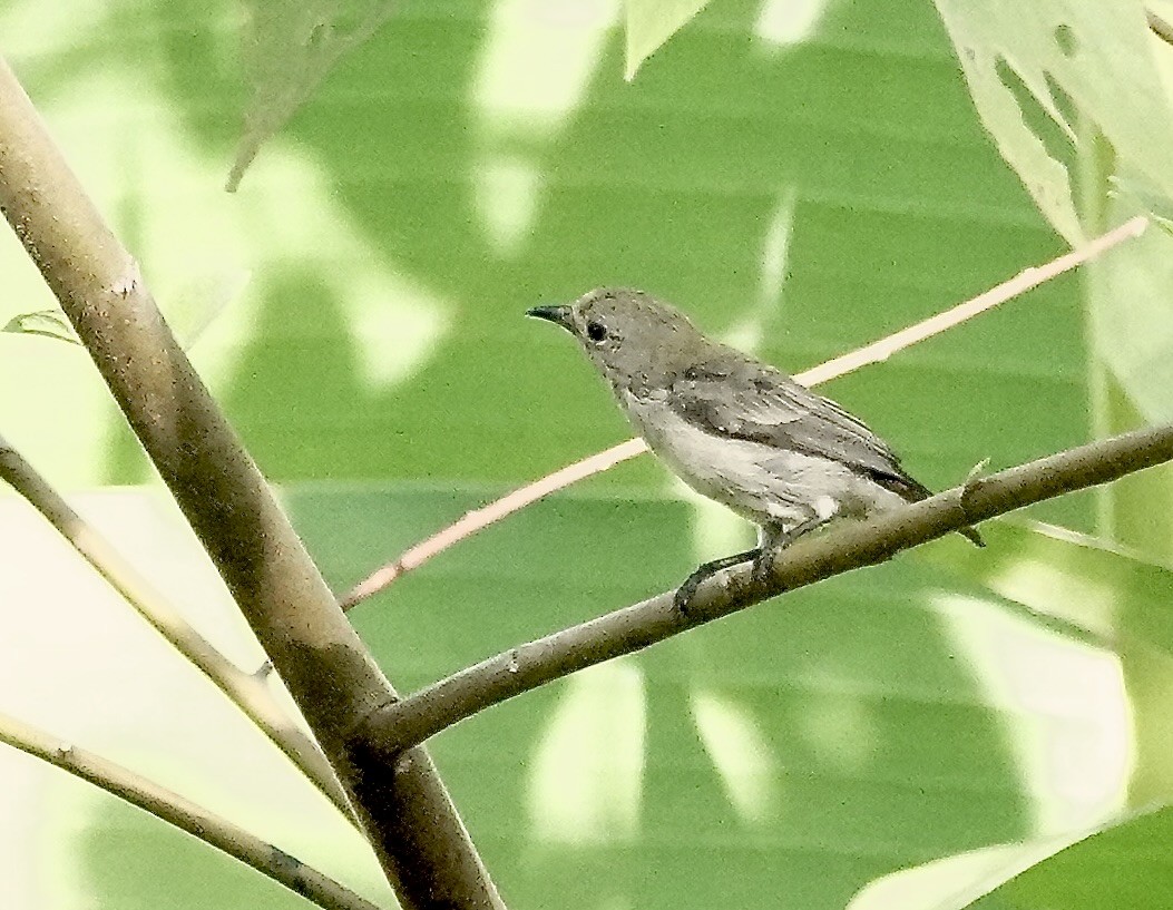Scarlet-backed Flowerpecker - ML647257818