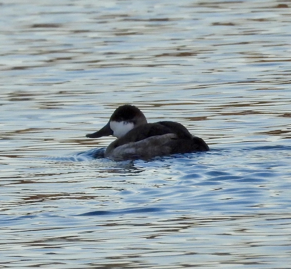 Belted Kingfisher - ML647257831