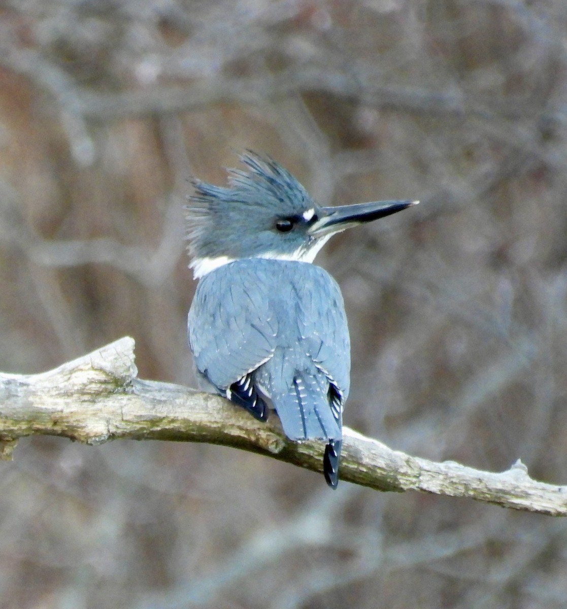 Belted Kingfisher - ML647257832