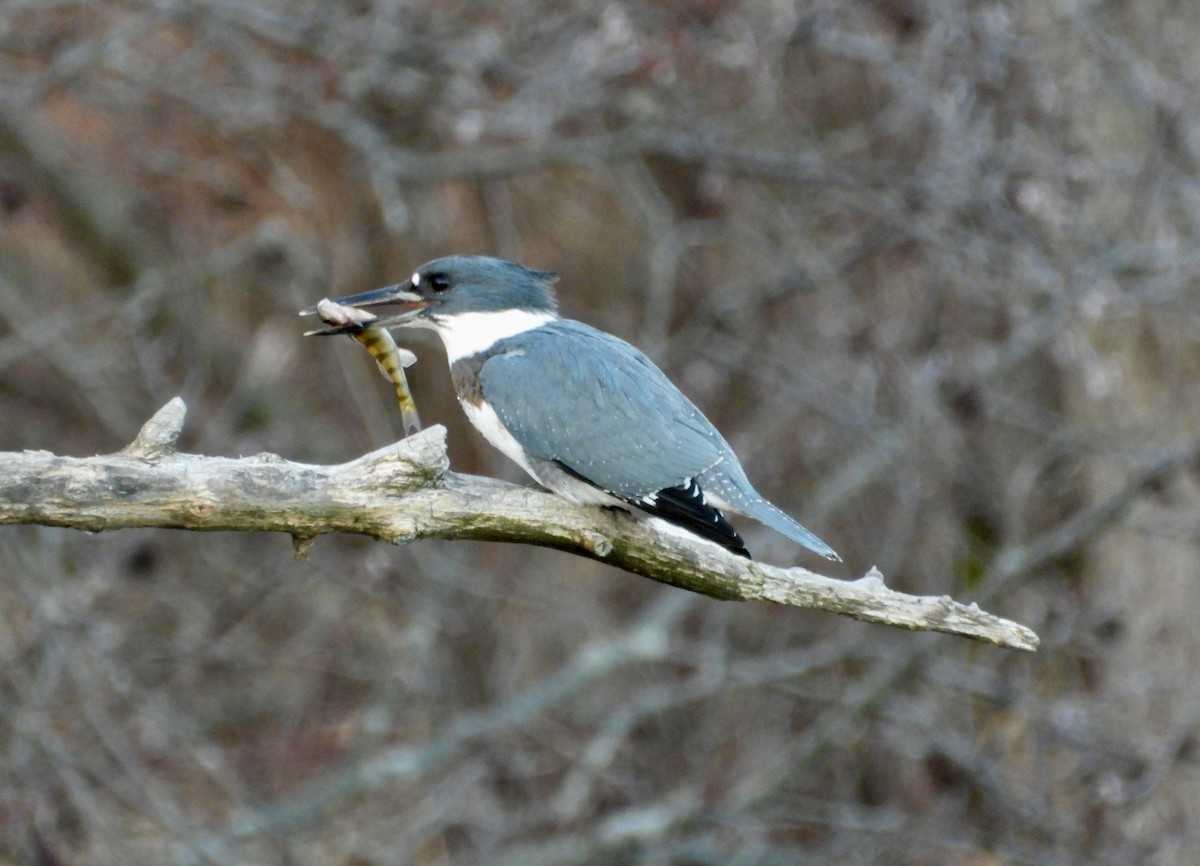 Belted Kingfisher - ML647257833