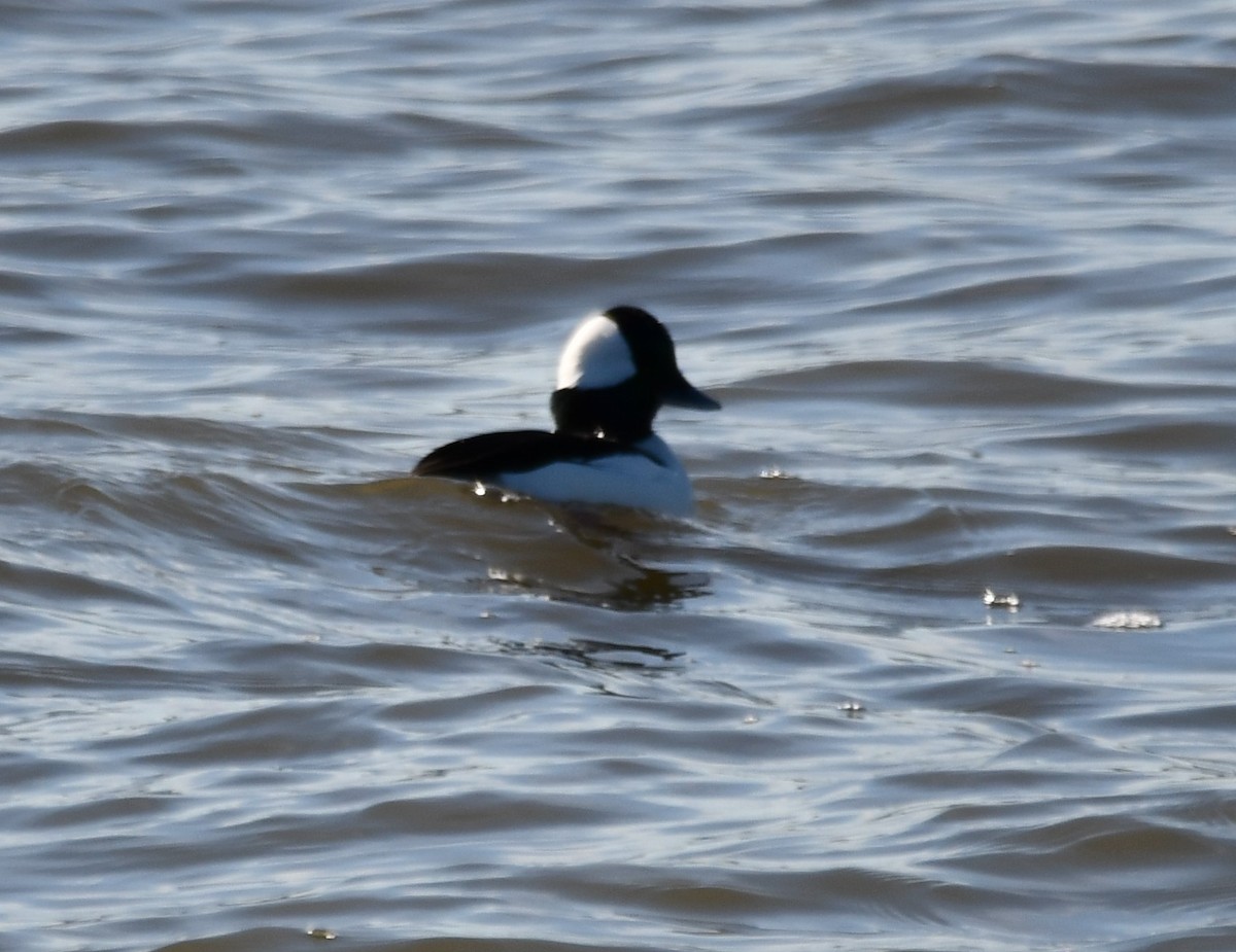 Bufflehead - ML647257838