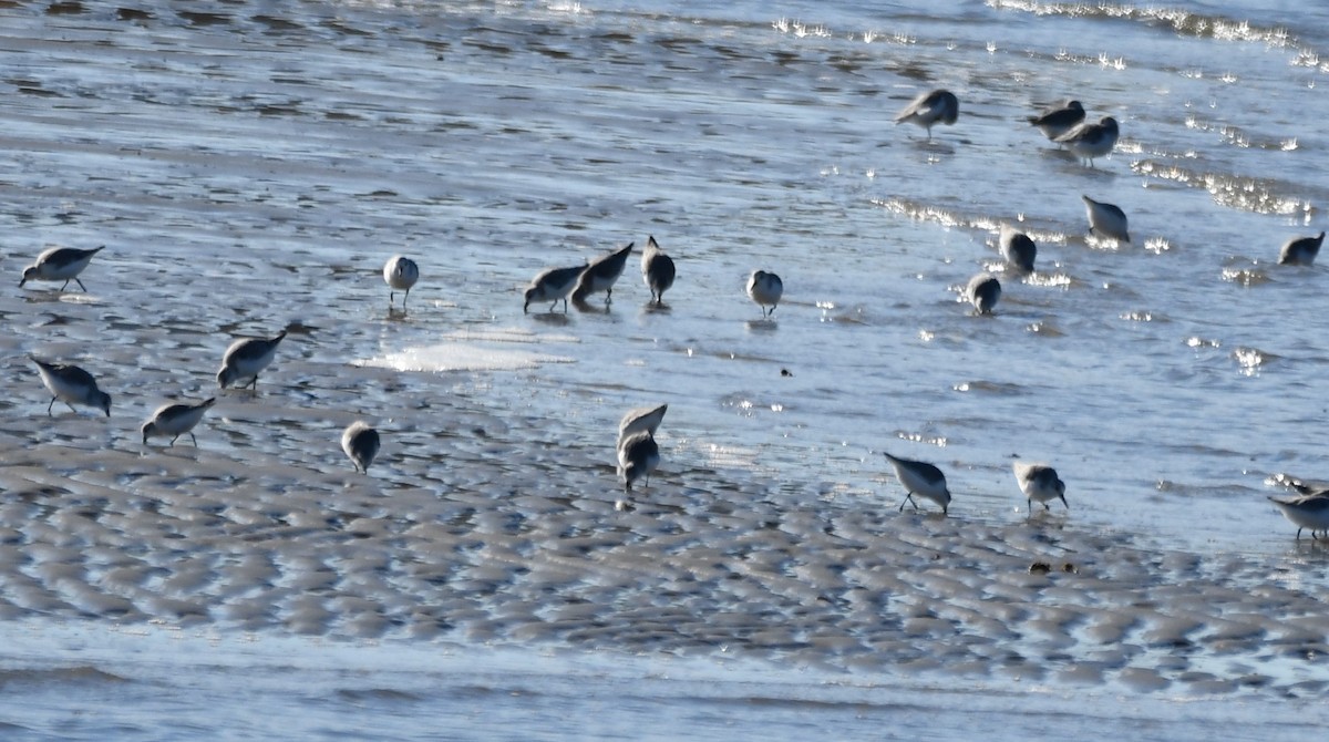 三趾濱鷸 - ML647257847