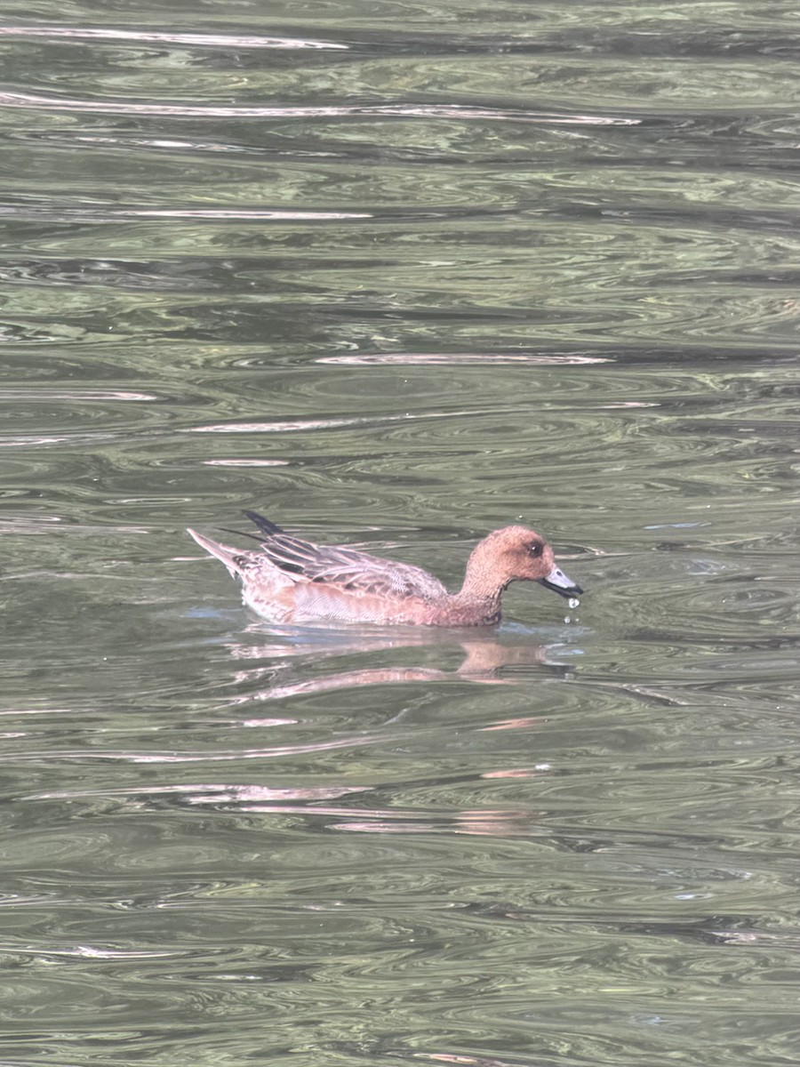 hvízdák eurasijský - ML647257857