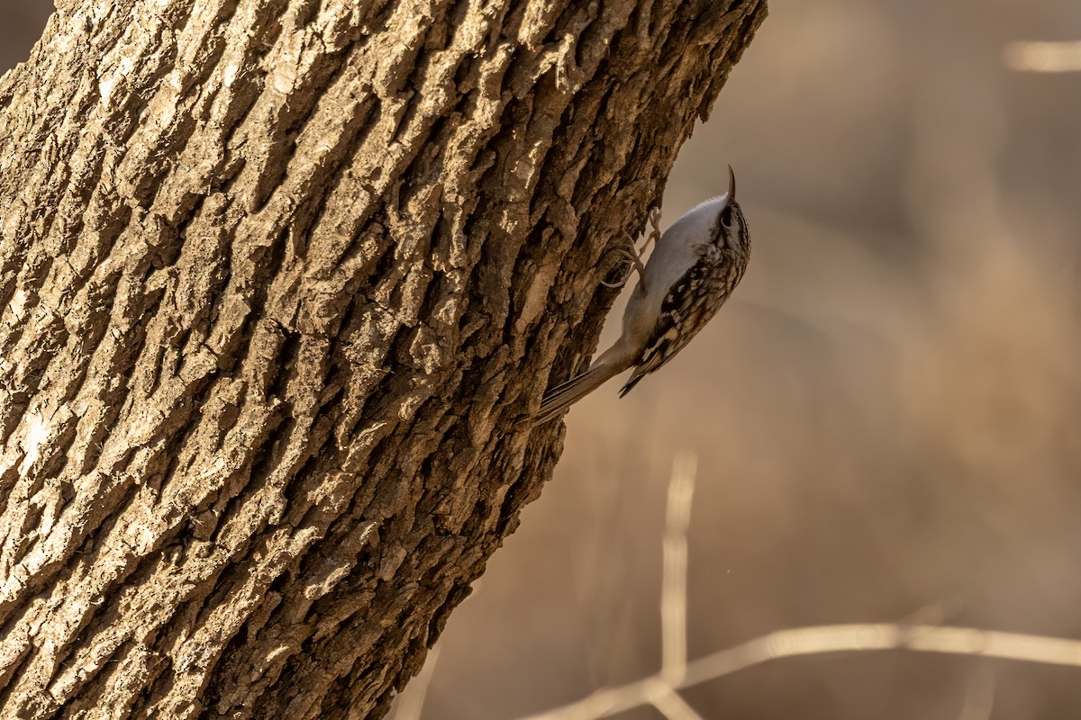 Brown Creeper - ML647257861