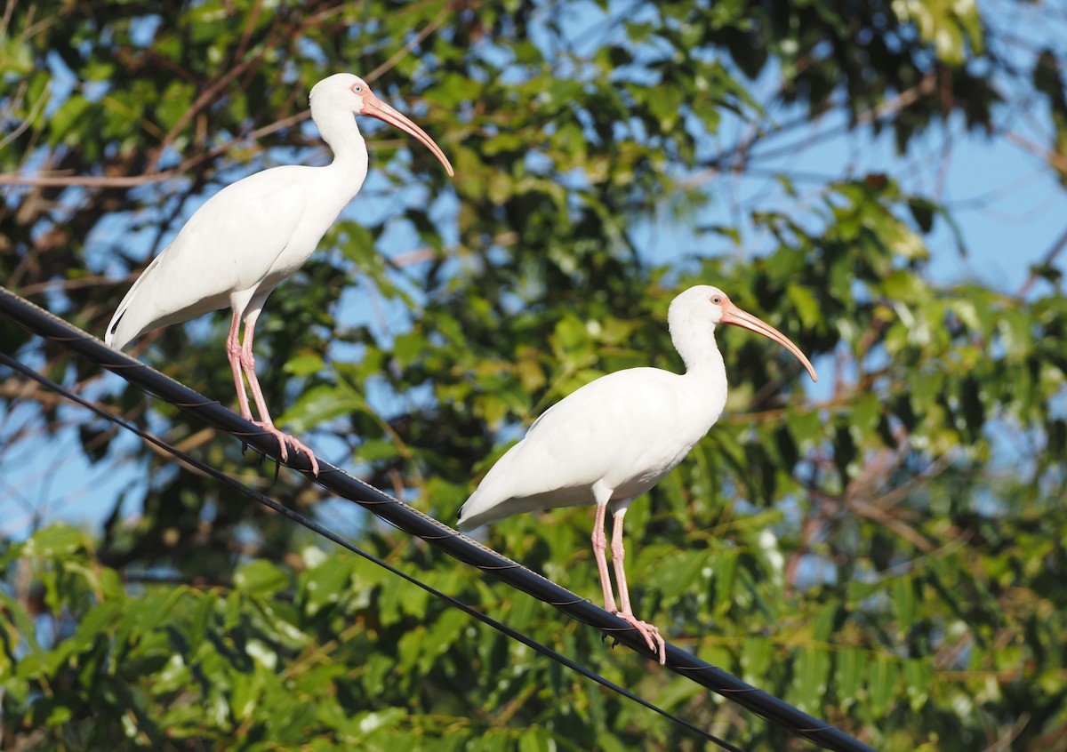 White Ibis - ML647257862