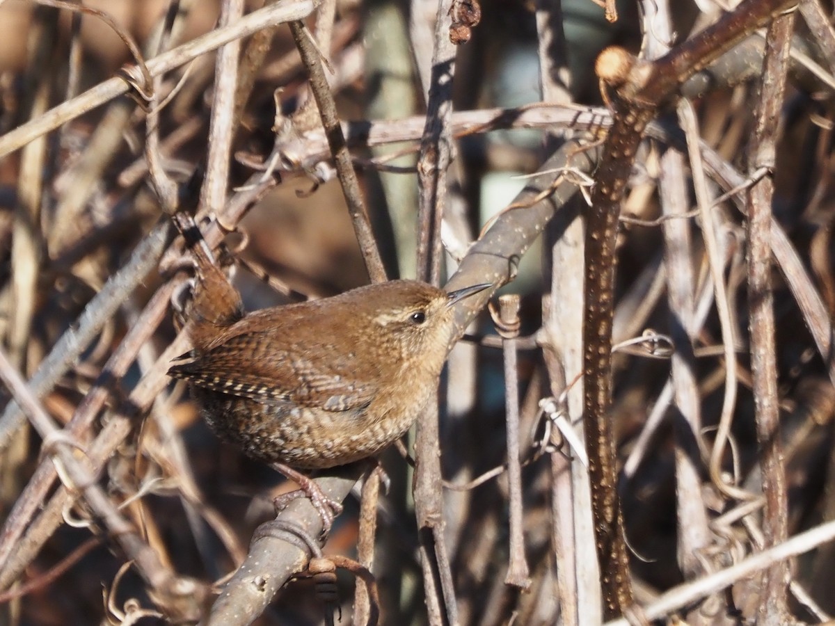 Winter Wren - ML647257863