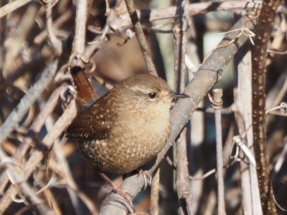 Winter Wren - ML647257864