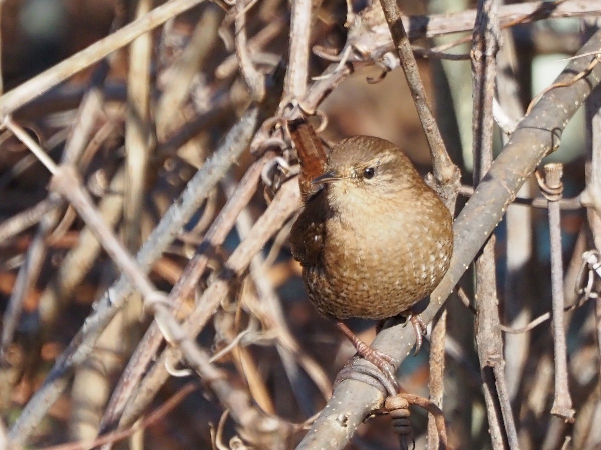 Winter Wren - ML647257865