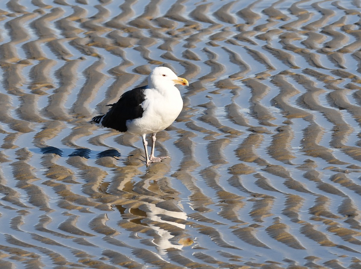 Great Black-backed Gull - ML647257866