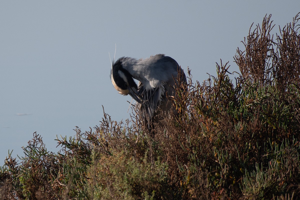 Yellow-crowned Night Heron - ML647257869