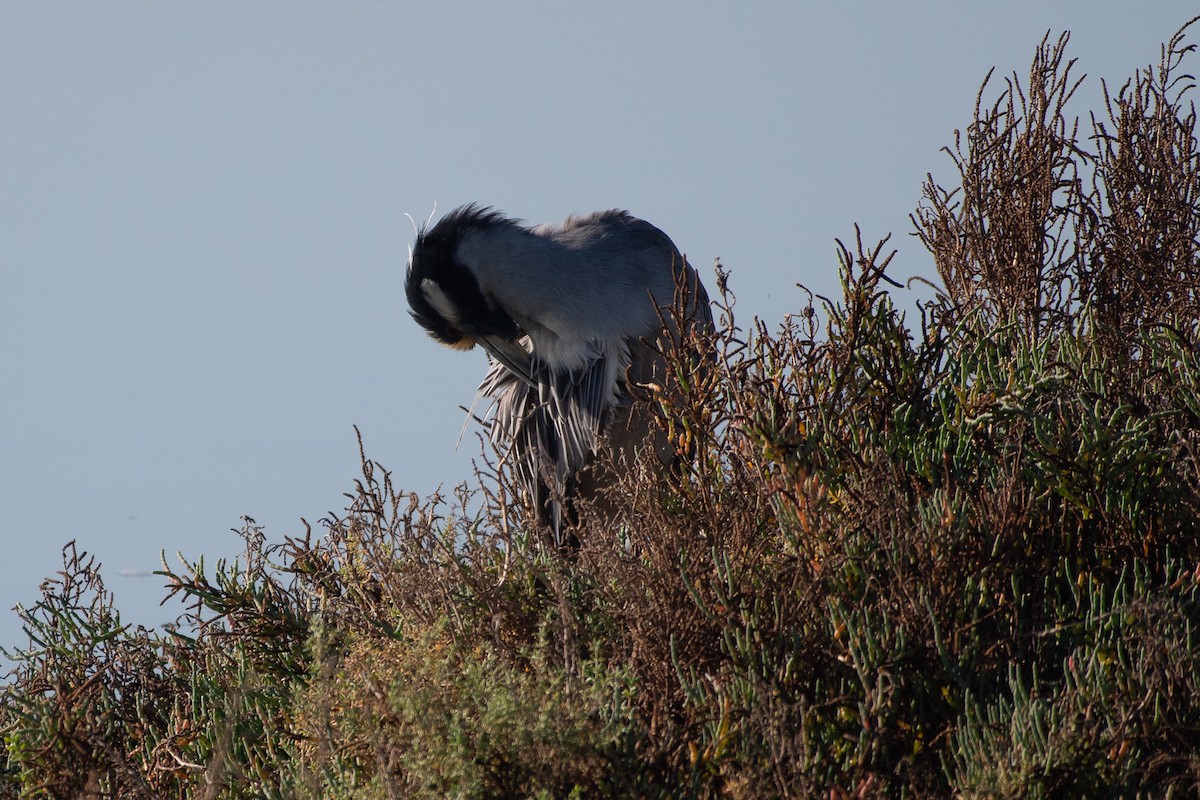 Yellow-crowned Night Heron - ML647257870