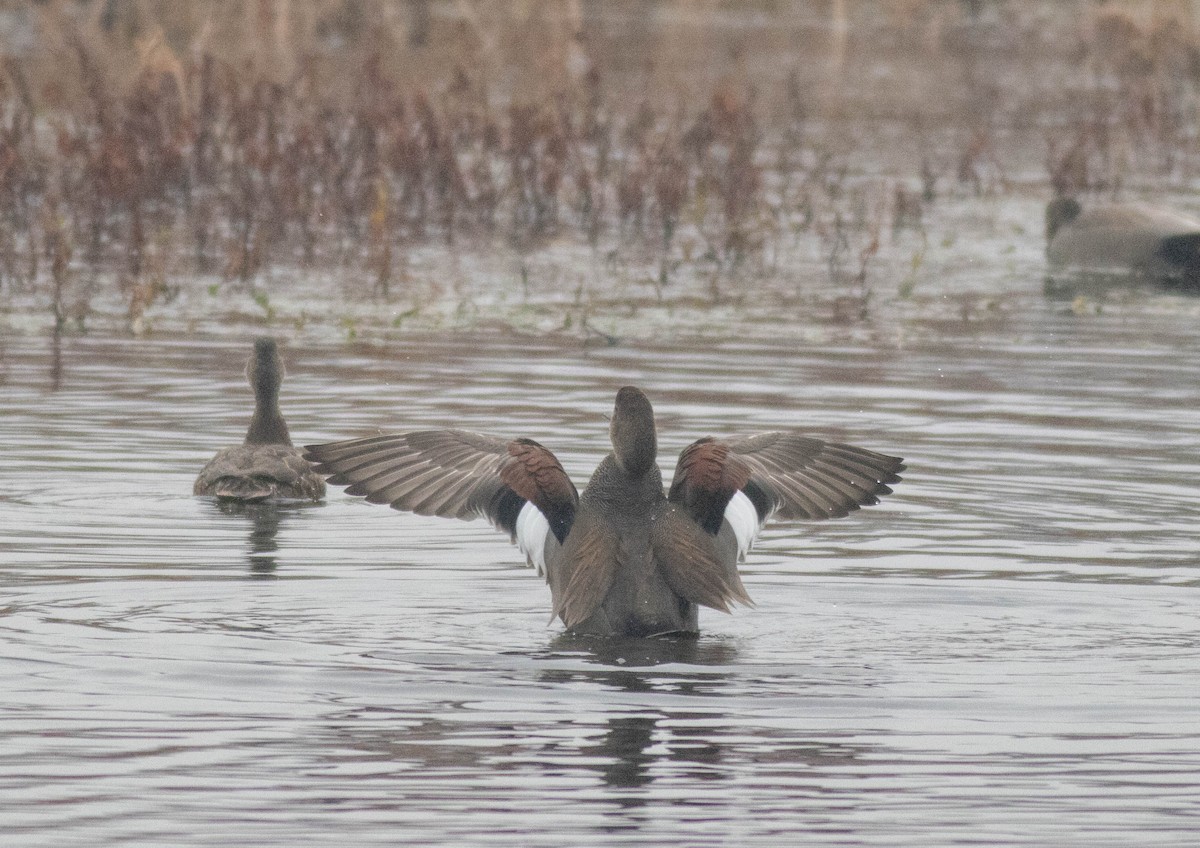 Gadwall - ML647257871