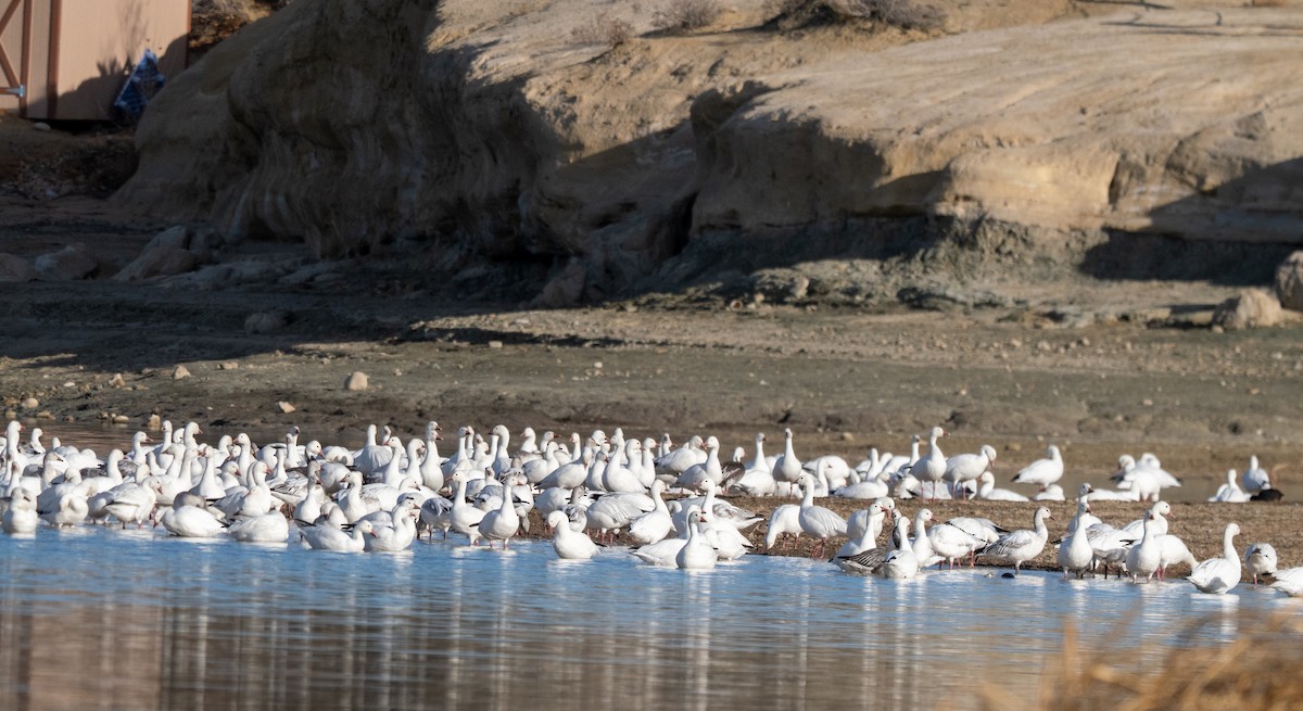 Snow Goose - ML647257875