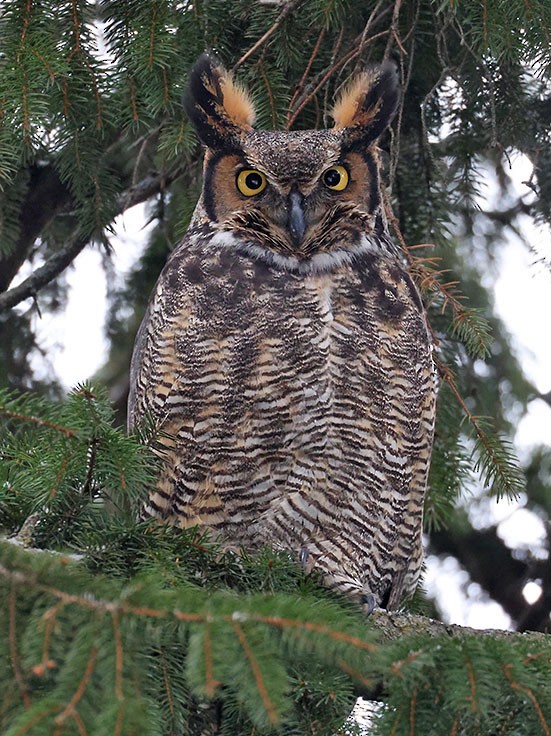 Great Horned Owl - ML647257876