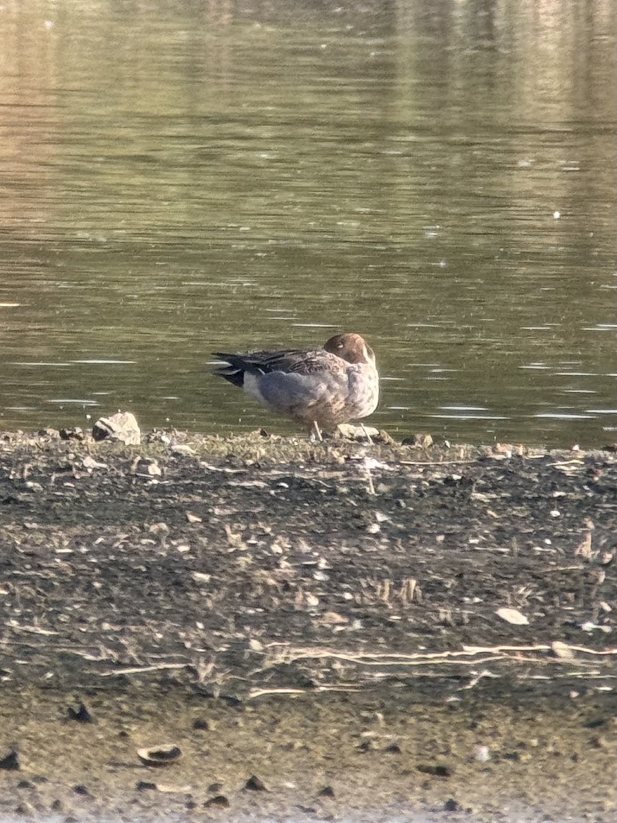 Northern Pintail - ML647257877