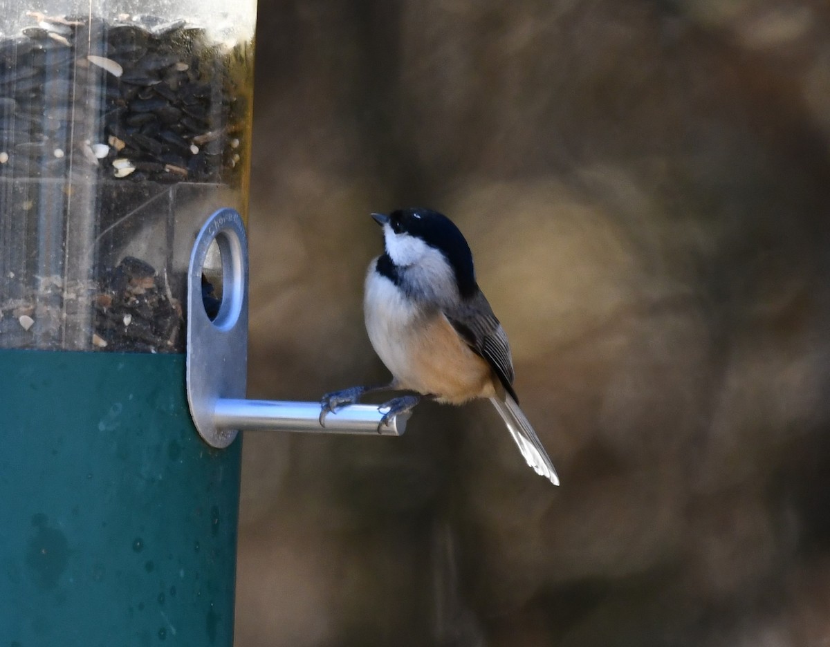 Carolina Chickadee - ML647257879