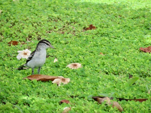 Polynesian Triller - ML647257880