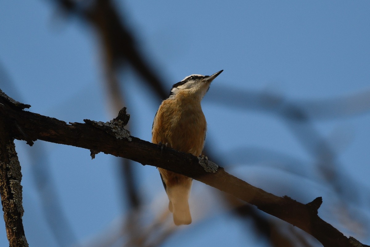 Red-breasted Nuthatch - ML647257881