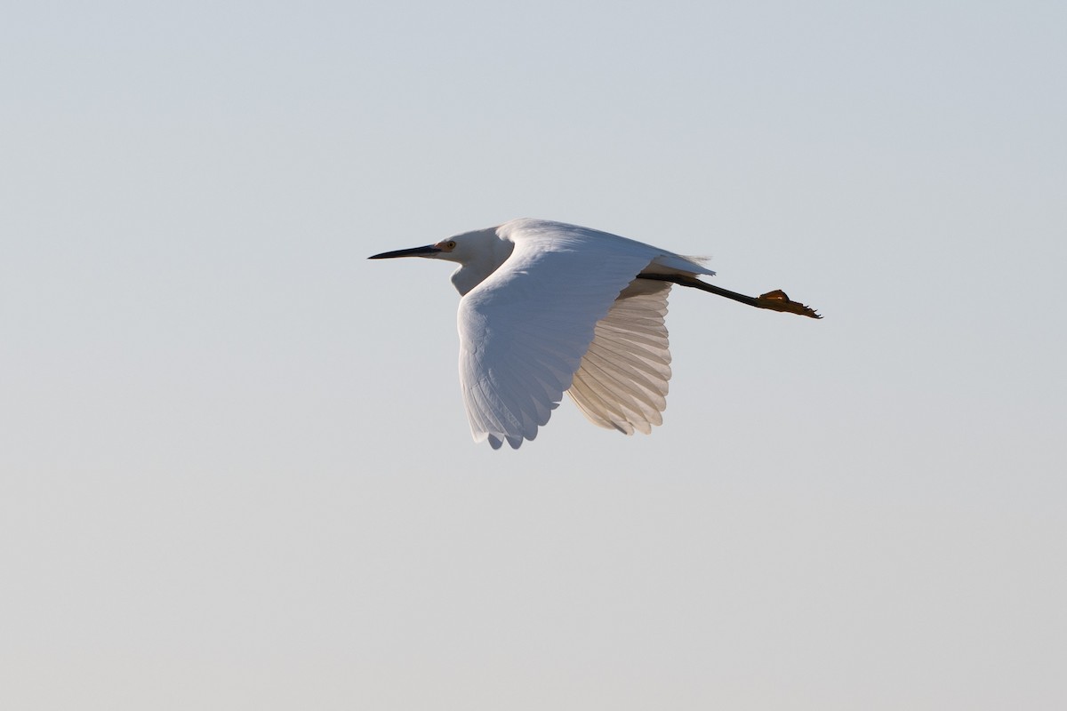 Snowy Egret - ML647257882