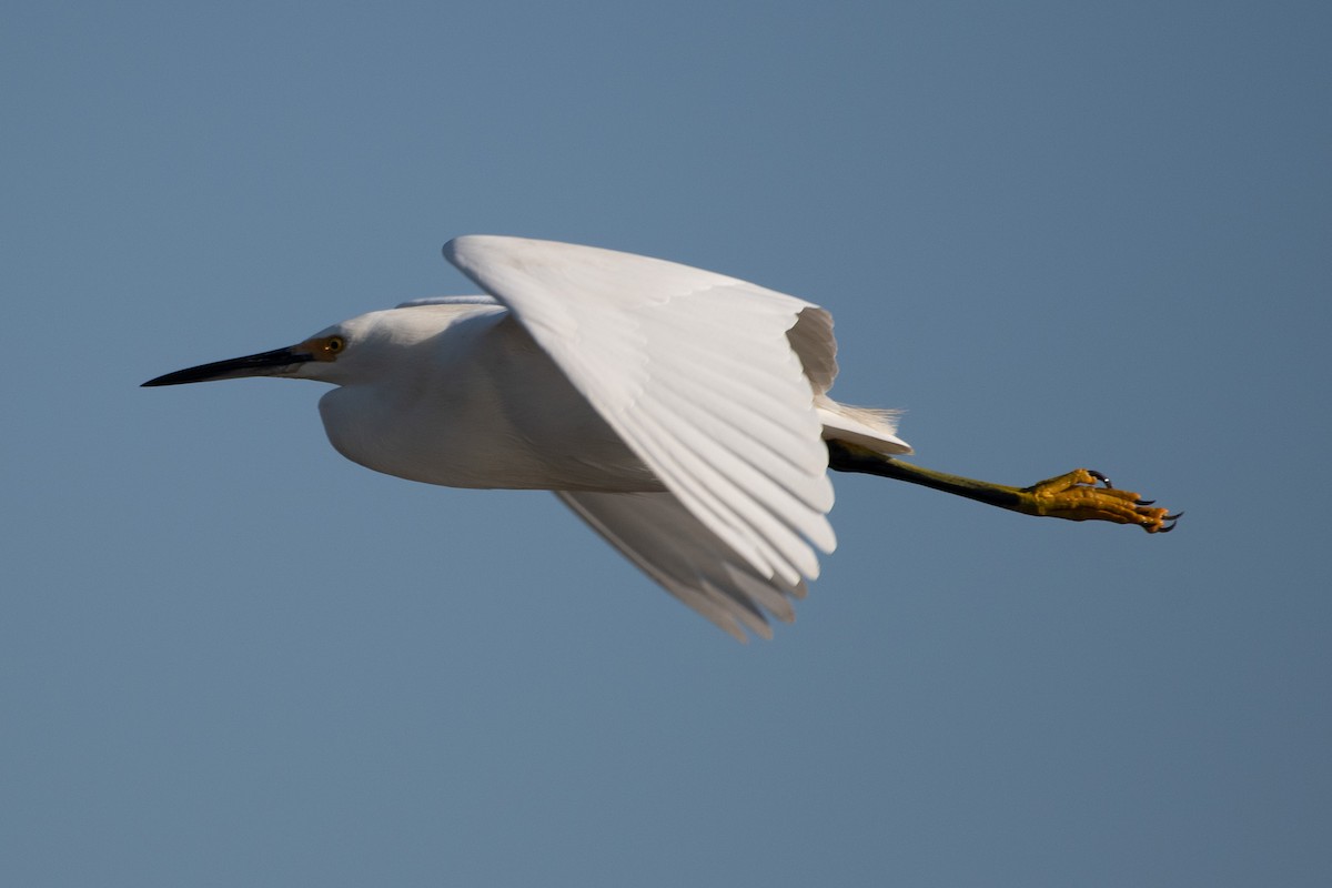 Snowy Egret - ML647257883