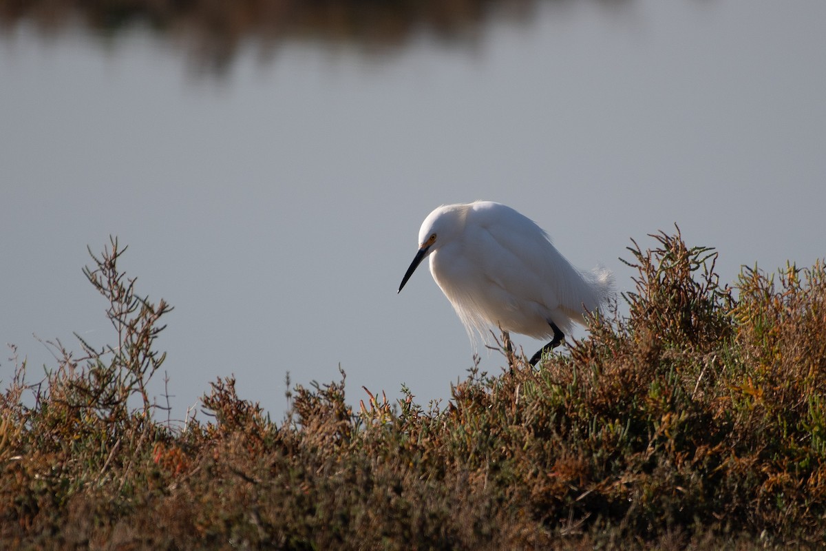 Snowy Egret - ML647257884
