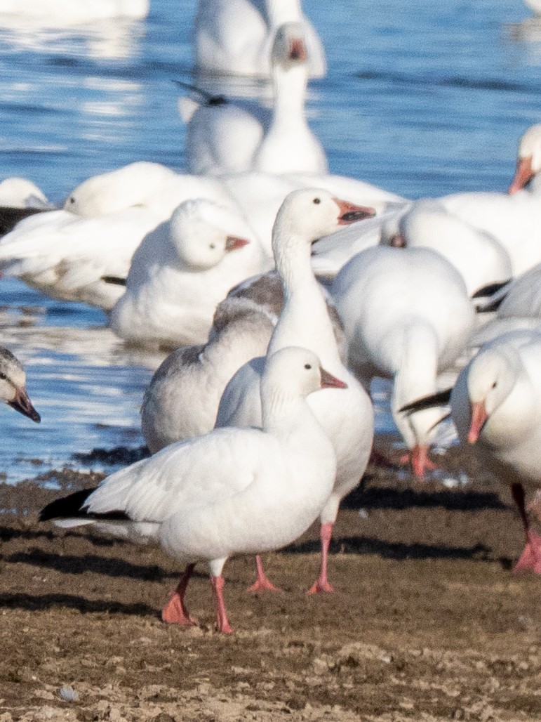 Ross's Goose - ML647257885